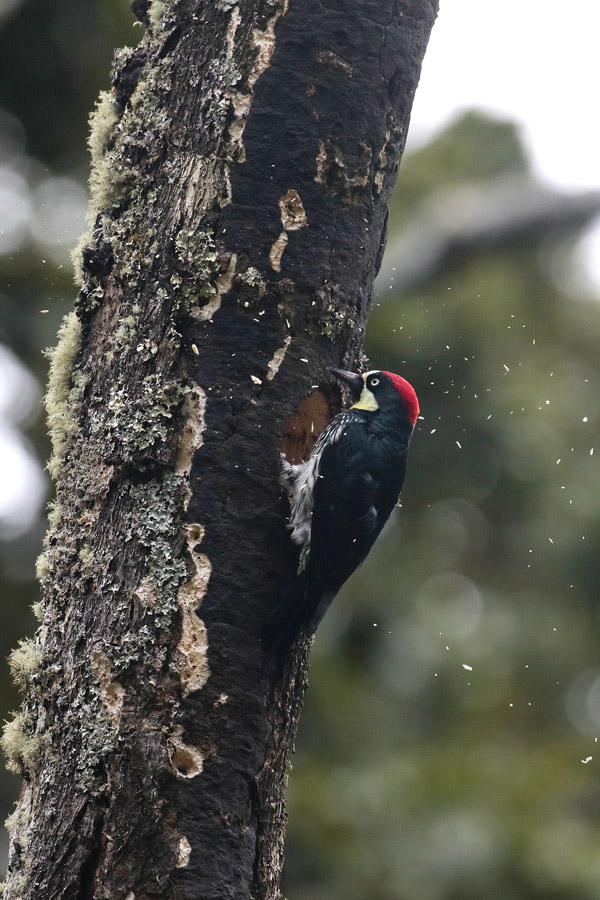 Acorn Woodpecker